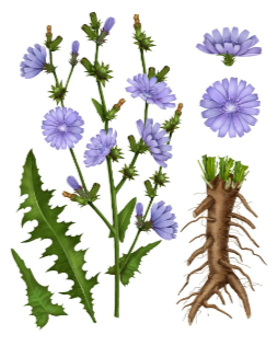 chicory coffee